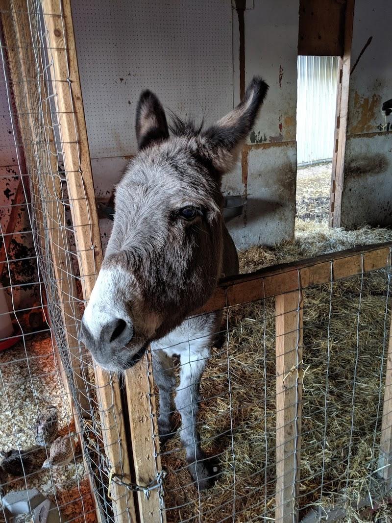 jardin fruitier,fruits,prunier,Rougemont,poirier,abricotier,arboriculture,récolte,Potager Mont-Rouge Halte Gourmande | Verger & Boutique | Orchard & Boutique,pommier,CanaGuide,plantation,arbre fruitier,cerisier,pépinière, Potager Mont-Rouge Halte Gourmande | Verger & Boutique | Orchard & Boutique - Verger à Rougemont (Quebec) | CanaGuide